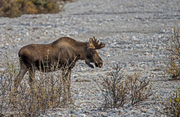 Naklejka na ściany i meble A Bull Moose follows a female through a valley in Alaska.
