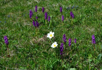 Fleurs des Alpes-6