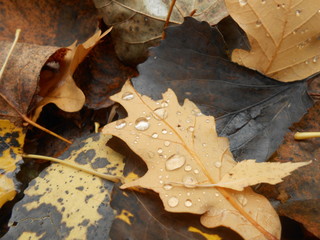 Naklejka na ściany i meble Dry oaks leaves with drops of rain.
