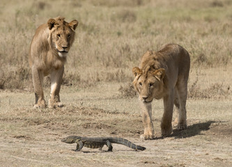 Young lions not sure what to do with a monitor lizard in , Tanzania's Serengeti National Park, Africa.lions