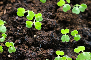 Microgreens growing urban farming rack organic sprout trays
