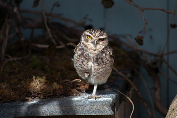 A small barn owl.