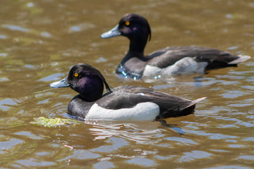 Obraz premium two ducks in the water