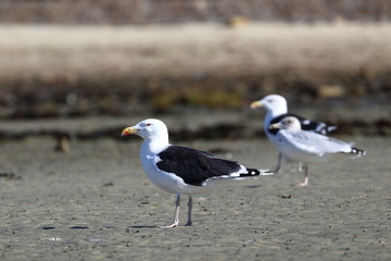 wader