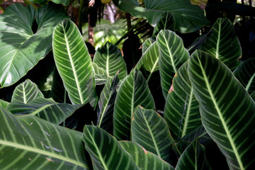 Close up abstract natural dark vibrant green palm leaf under the light and shadow. Mist and gloomy feeling of foliage background in rain forest.   