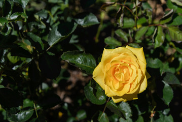 One single blooming yellow rose and background of green leaves.