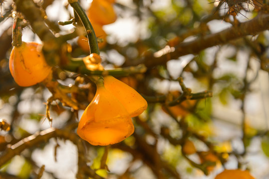 Selected focus, Yellow orange   blooming flower of Cactaceae, Pereskia bleo.