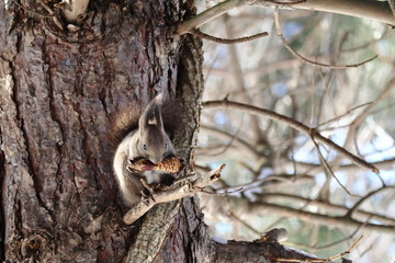 松ぼっくりを食べる冬のエゾリス