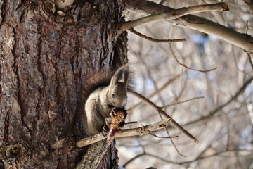 松ぼっくりを食べる冬のエゾリス