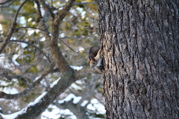 Obraz premium 木に登る冬のエゾリス