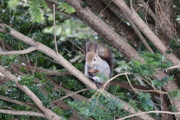 木の上でクルミを食べる冬のエゾリス
