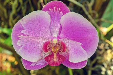 Close up on purple orchid flowers