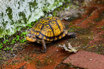 box turtle on brick patio
