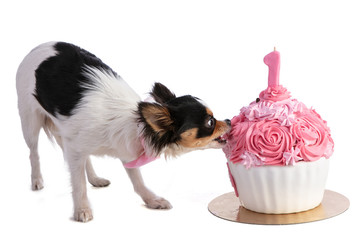Chihuahua eating a cake for her birthday