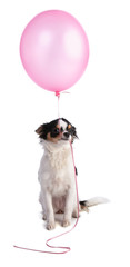 Chihuahua with a pink inflated balloon