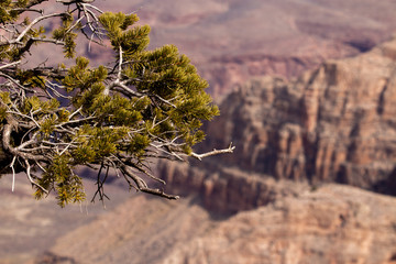 Grand Canyon in Spring