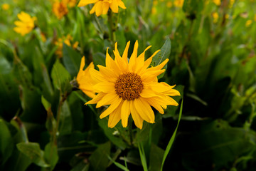Single Yellow Sunflower in Summer Field