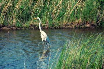 Fototapeta premium cattle egret wading in water 