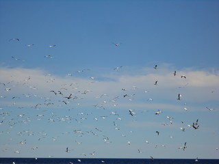 oiseau marin