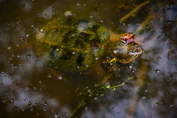 Snapping turtle in murky swamp