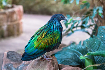 A Nicobar pigeon (Caloenas nicobarica) stands on a large rock.