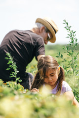 Dad And Daughter Picking Strawberries
