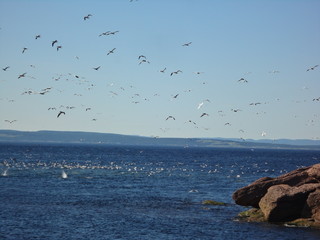 oiseaux marin