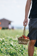 Men picking strawberries