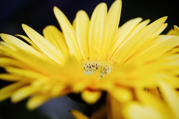 yellow daisy