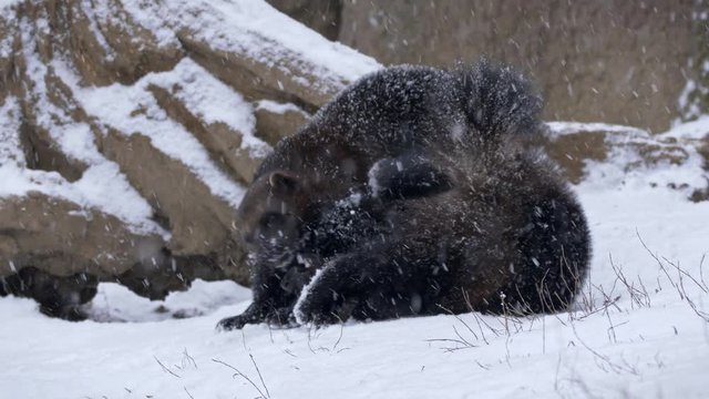 Wolverine (Gulo gulo) fighting in snow