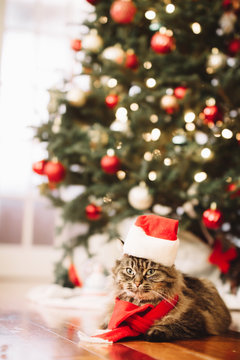 Kitty And Christmas Tree