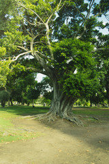 Palermo, Buenos Aires, Argentina. Ombu Tree.