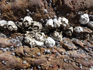 moule