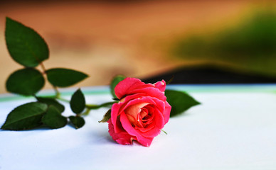 red rose in vase on a background