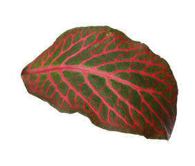 Leaf of tropical fittonia plant on white background