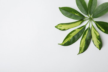 Leaf of tropical schefflera plant on white background, top view