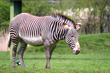 Fototapeta na wymiar An adult Grevy's zebra (Equus grevyi) in a grassy field.