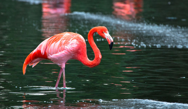 A Caribbean flamingo (also called American flamingo, Phoenicopterus ruber) wading in a pond.