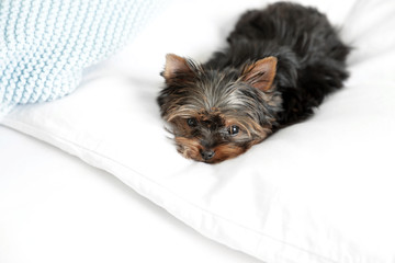 Cute Yorkshire terrier puppy on bed. Happy dog