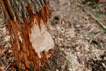 A tree bitten by beavers