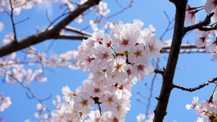 Full blooming Cherry blossom at 2018 spring Tokyo