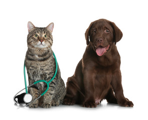 Cute cat with stethoscope as veterinarian and dog on white background