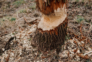 A tree bitten by beavers