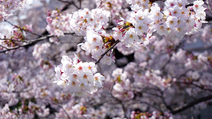Full blooming Cherry blossom at 2018 spring Tokyo
