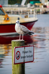 A seagull at the port of Sonderborg in Denmark