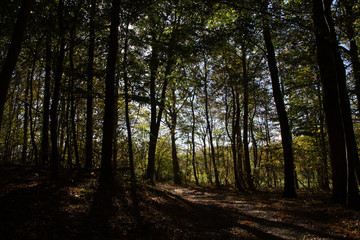 Obraz premium Beech forest in Mommark (Denmark)