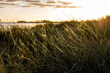 In the dunes of the beach in Skovmose in Denmark