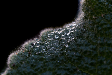 Gotas de agua sobre una hoja.