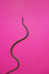 photo study of a snake. Masticophis flagellum. green snake