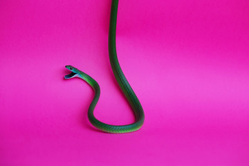 photo study of a snake. Masticophis flagellum. green snake